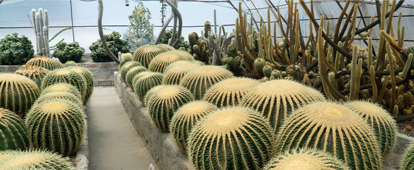 Pine View Nursery